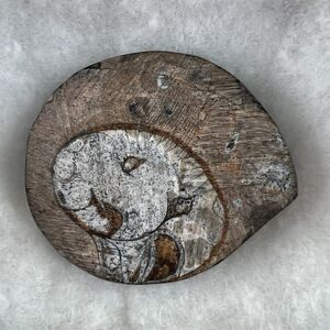 VTG Jurassic Ammonite Fossil 150MYA Morocco Polished Spiral The Nature Company
